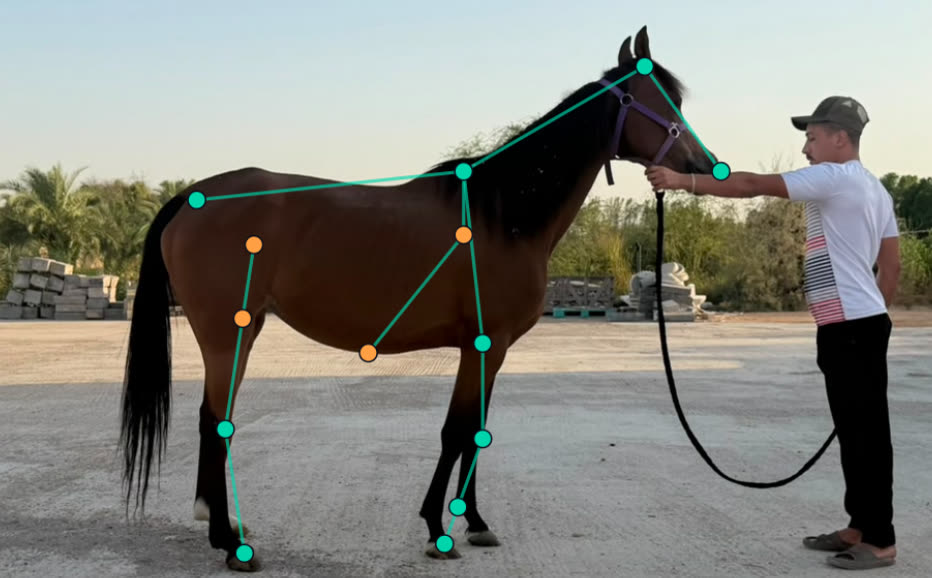 AI Conformation Analysis